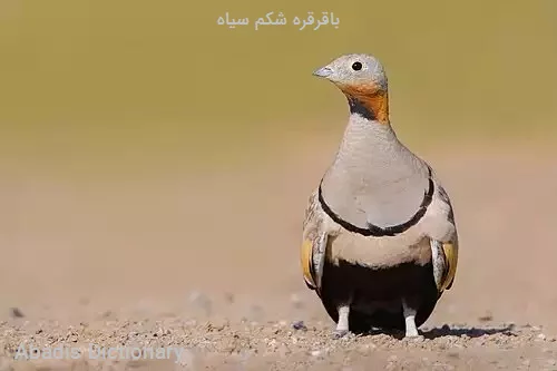 باقرقره شکم سیاه